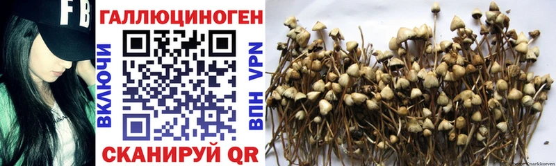 Купить где  Ишим  Псилоцибиновые грибы MAGIC MUSHROOMS 